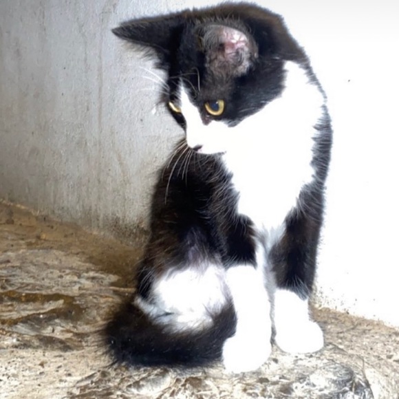 Meet your Posher, Myrna - Picture 1 of 1